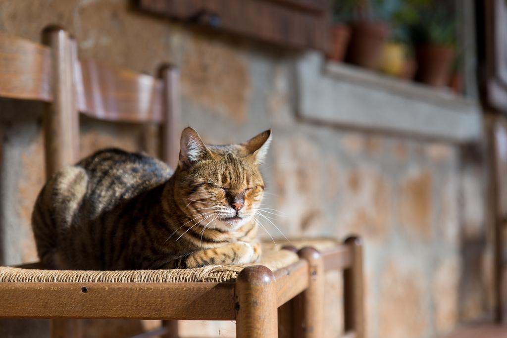 Villa Bio Agriturismo Aia Del Tufo Sorano  Zimmer foto